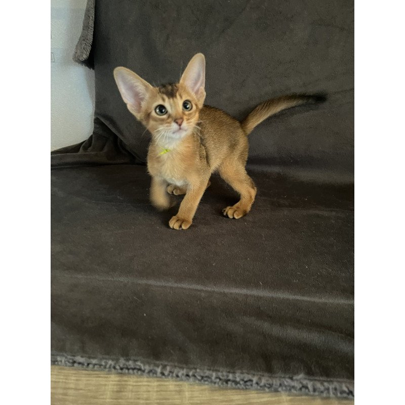 Abyssinian NOV Flora