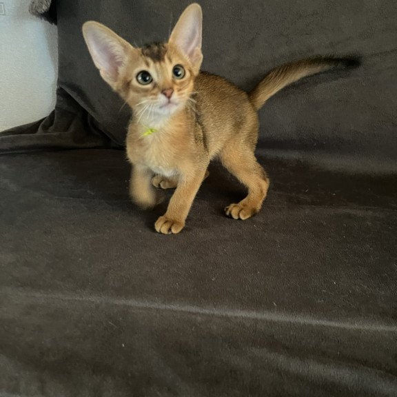 Abyssinian NOV Flora