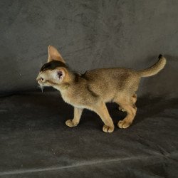 Abyssinian NOV Flora