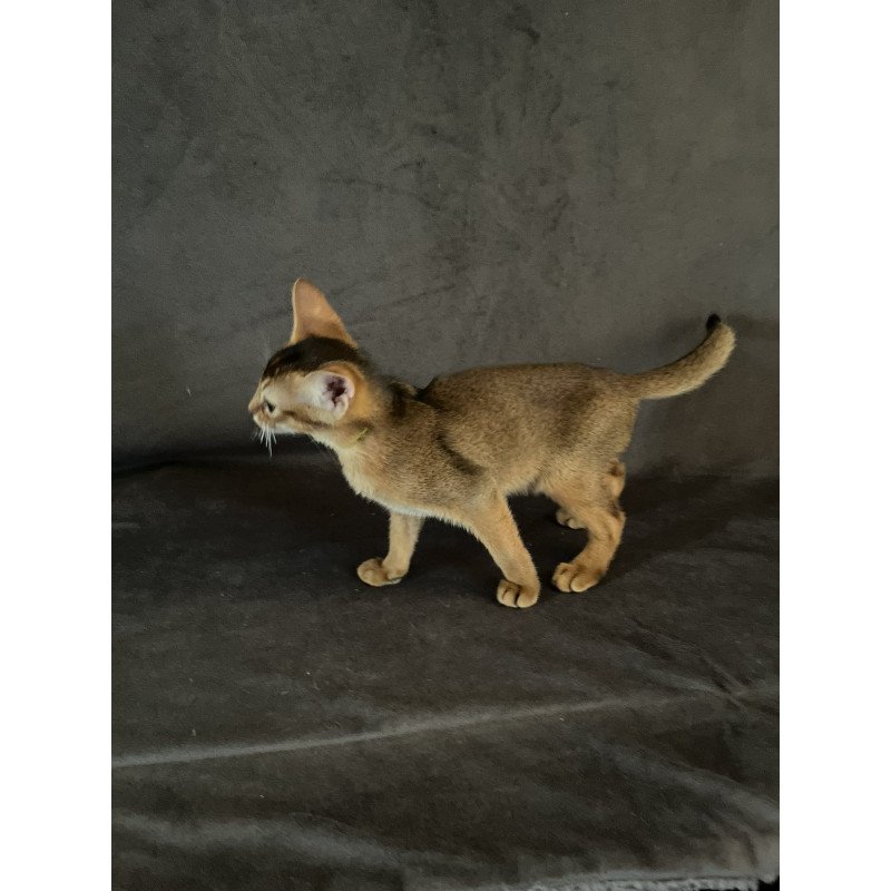 Abyssinian NOV Flora