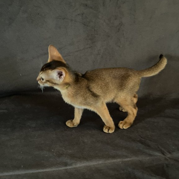 Abyssinian NOV Flora