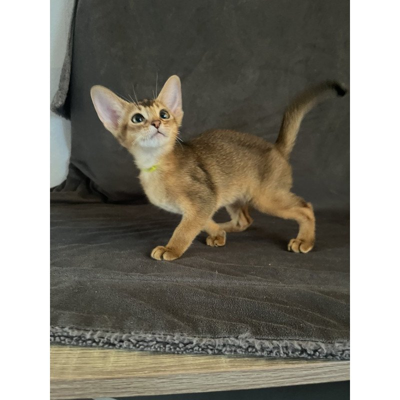 Abyssinian NOV Flora