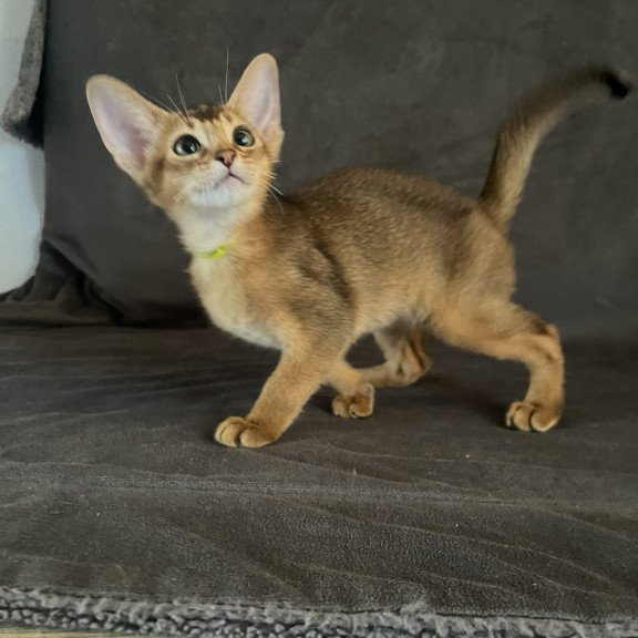 Abyssinian NOV Flora