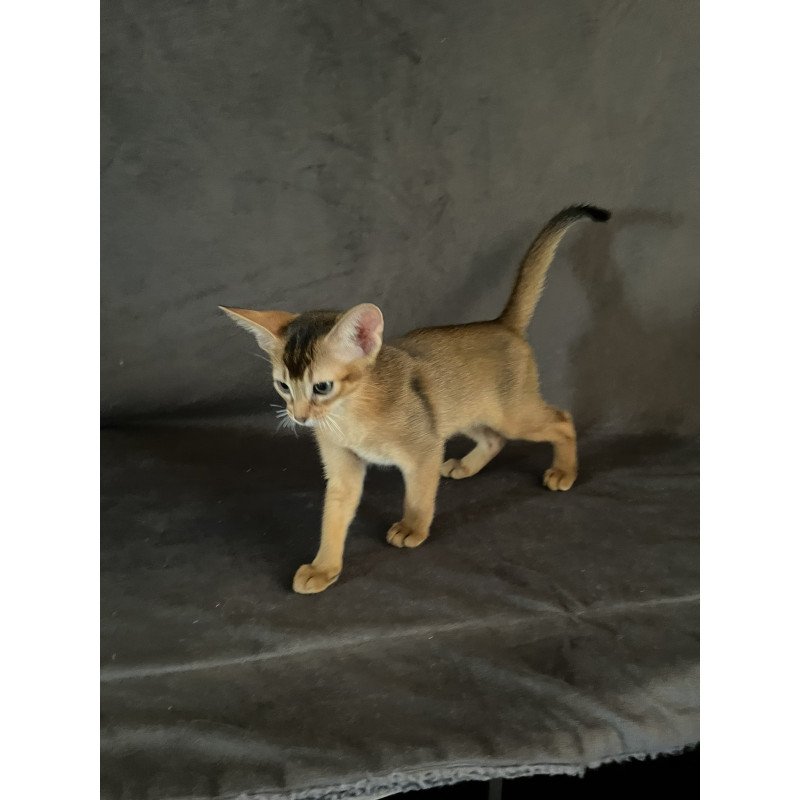 Abyssinian NOV Flora