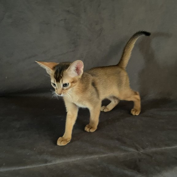 Abyssinian NOV Flora