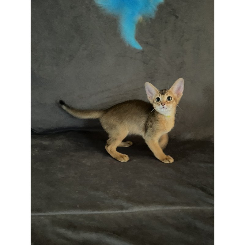 Abyssinian NOV Flora