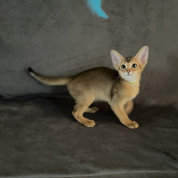 Abyssinian NOV Flora