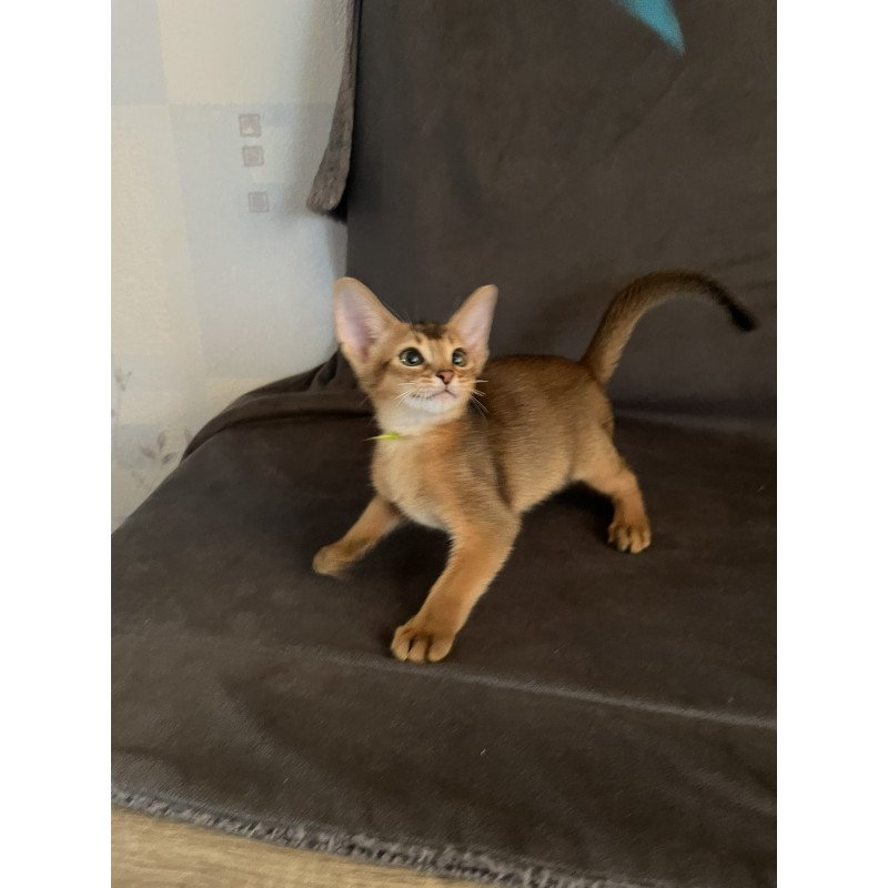 Abyssinian NOV Flora