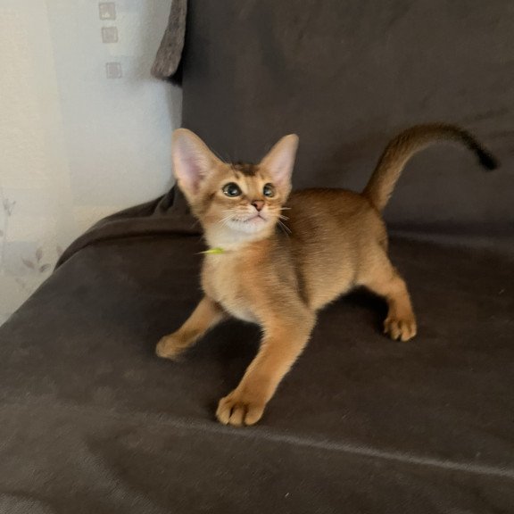 Abyssinian NOV Flora