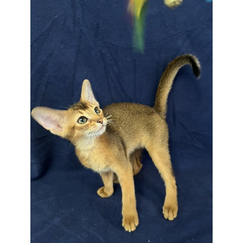 Abyssinian NOV Flora