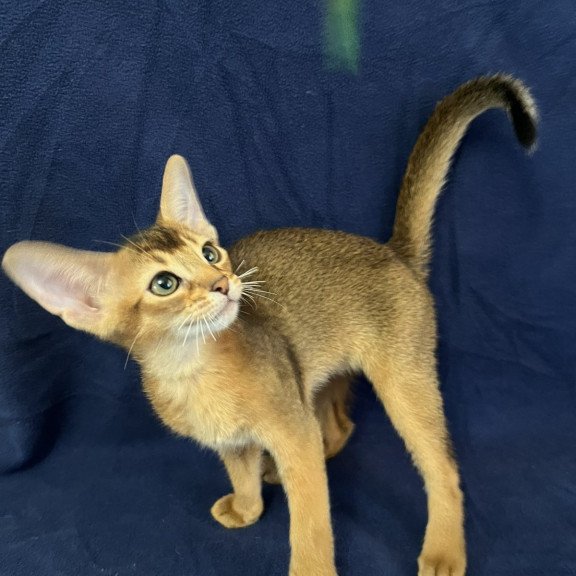 Abyssinian NOV Flora