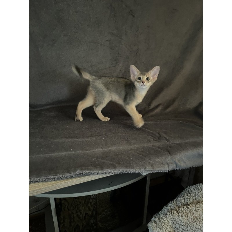 Abyssinian NOV Fibi