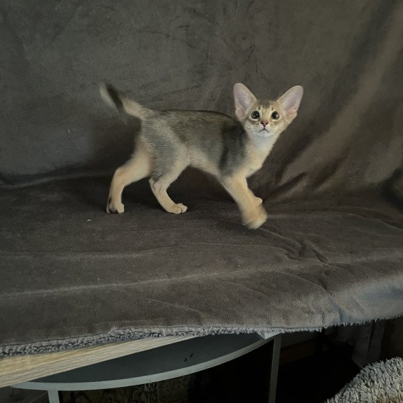 Abyssinian NOV Fibi
