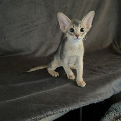 Abyssinian NOV Fibi