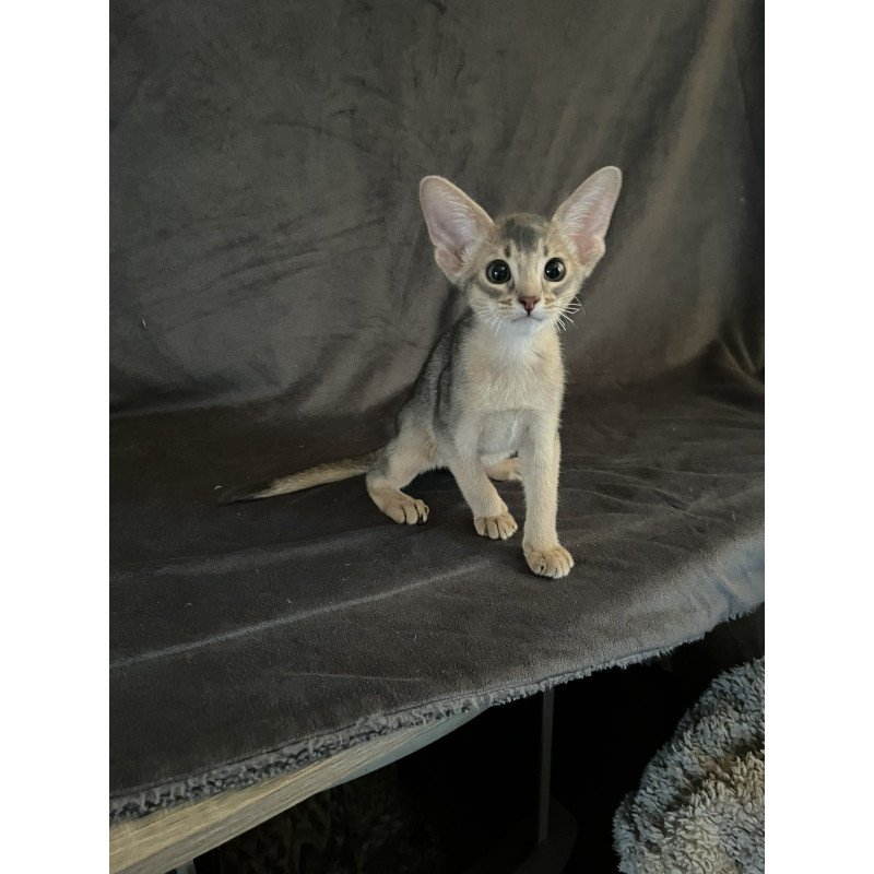 Abyssinian NOV Fibi