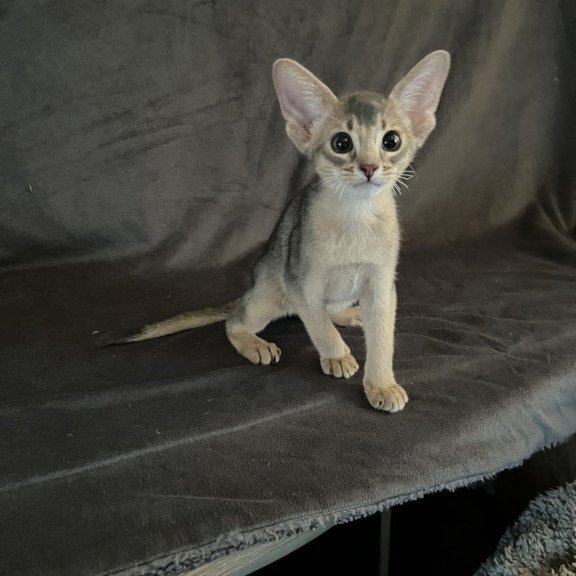 Abyssinian NOV Fibi
