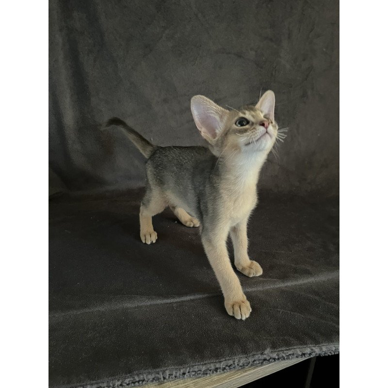 Abyssinian NOV Fibi