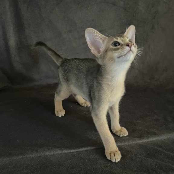 Abyssinian NOV Fibi