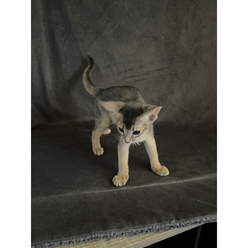 Abyssinian NOV Fibi