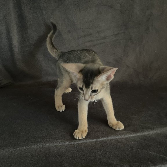 Abyssinian NOV Fibi