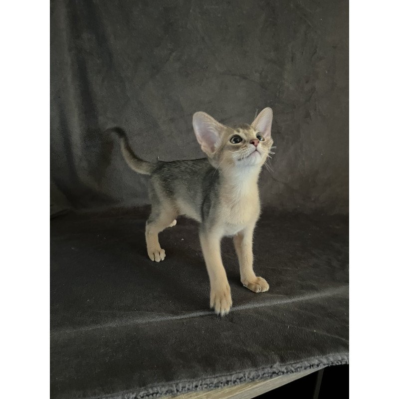 Abyssinian NOV Fibi