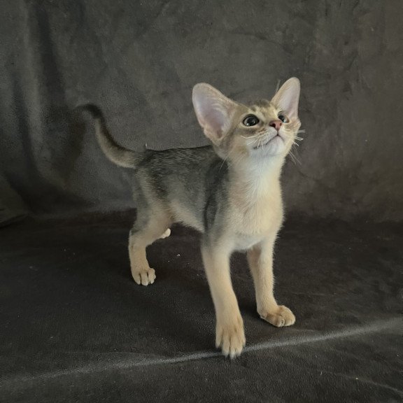 Abyssinian NOV Fibi