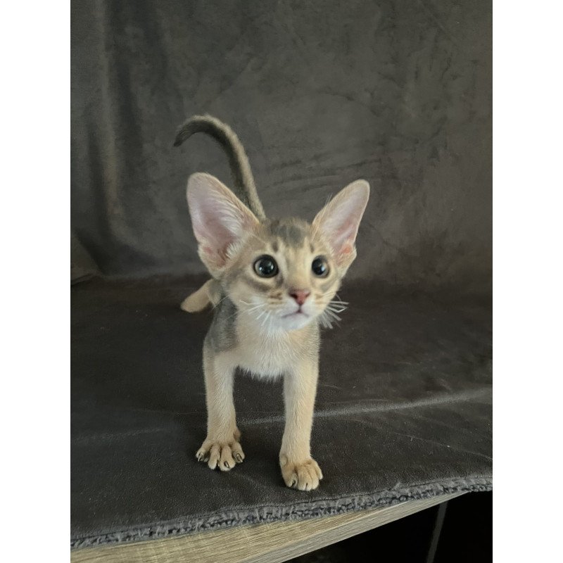 Abyssinian NOV Fibi