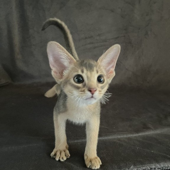 Abyssinian NOV Fibi