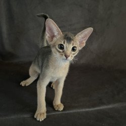 Abyssinian NOV Fibi