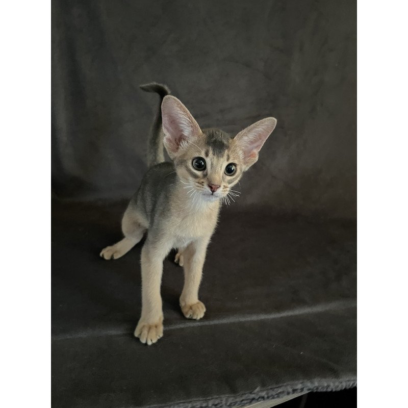 Abyssinian NOV Fibi