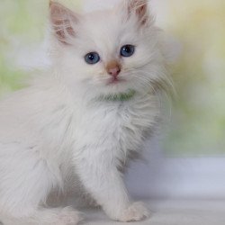 Siberian NOV Orion