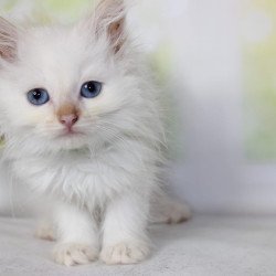 Siberian NOV Orion