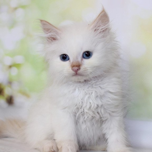 Siberian NOV Orion