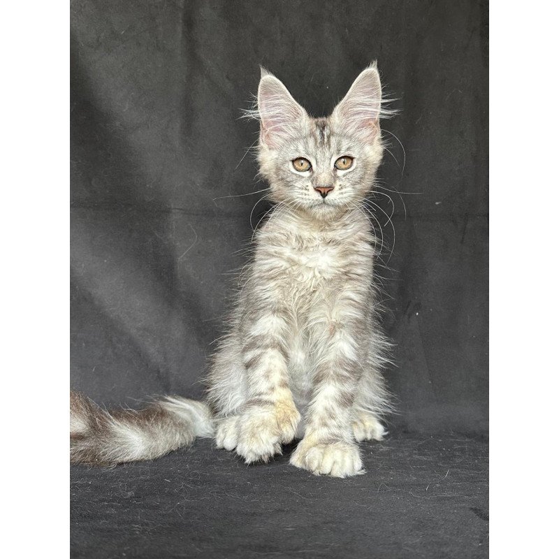 Maine Coon NOV Jalila Polydactyl