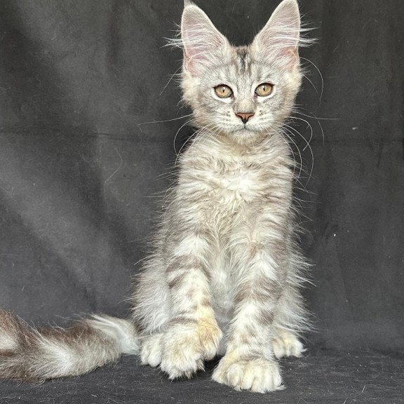 Maine Coon NOV Jalila Polydactyl