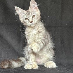 Maine Coon NOV Jalila...