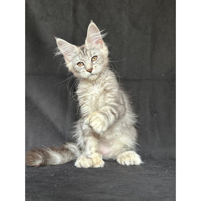 Maine Coon NOV Jalila Polydactyl