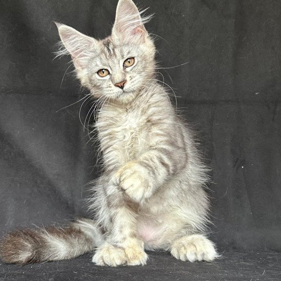 Maine Coon NOV Jalila Polydactyl