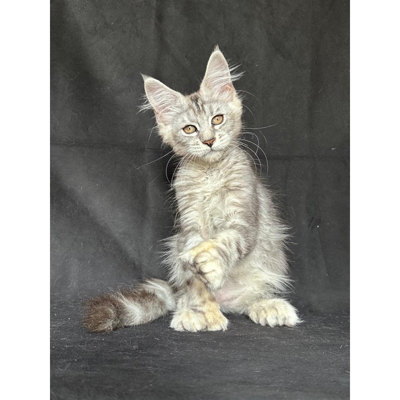 Maine Coon NOV Jalila Polydactyl