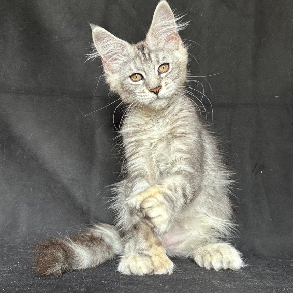 Maine Coon NOV Jalila Polydactyl