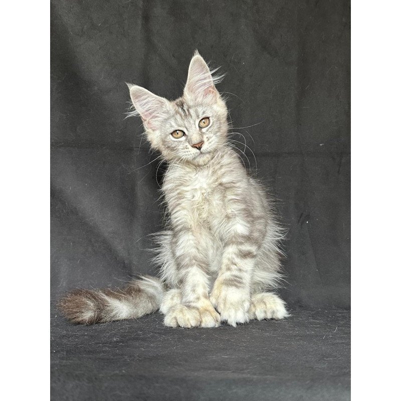 Maine Coon NOV Jalila Polydactyl