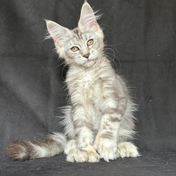 Maine Coon NOV Jalila Polydactyl