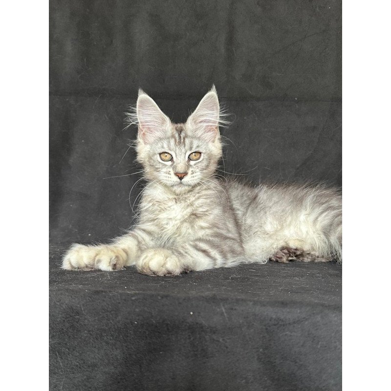 Maine Coon NOV Jalila Polydactyl