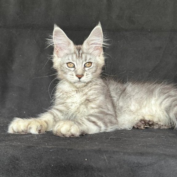 Maine Coon NOV Jalila Polydactyl