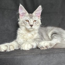 Maine Coon NOV Jet Polydactyl