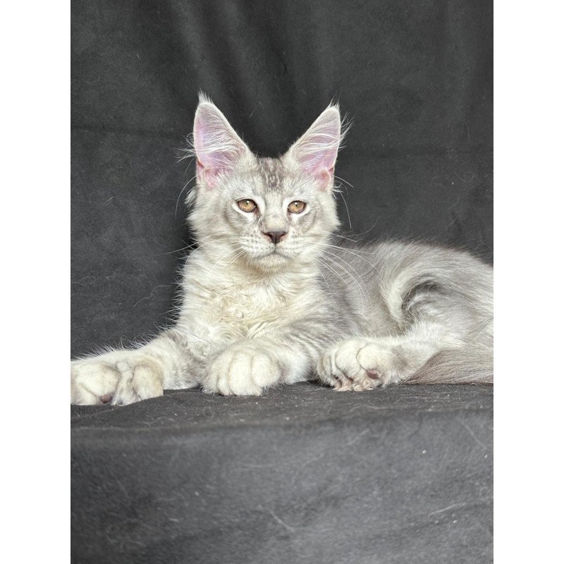 Maine Coon NOV Jet Polydactyl