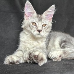Maine Coon NOV Jet Polydactyl