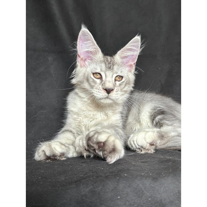 Maine Coon NOV Jet Polydactyl