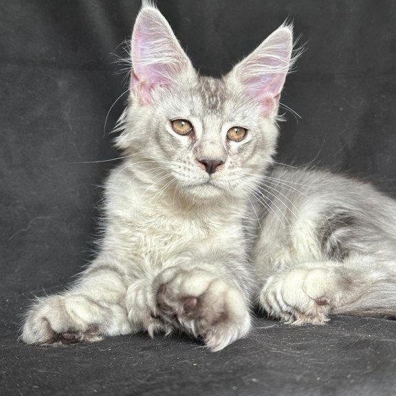 Maine Coon NOV Jet Polydactyl