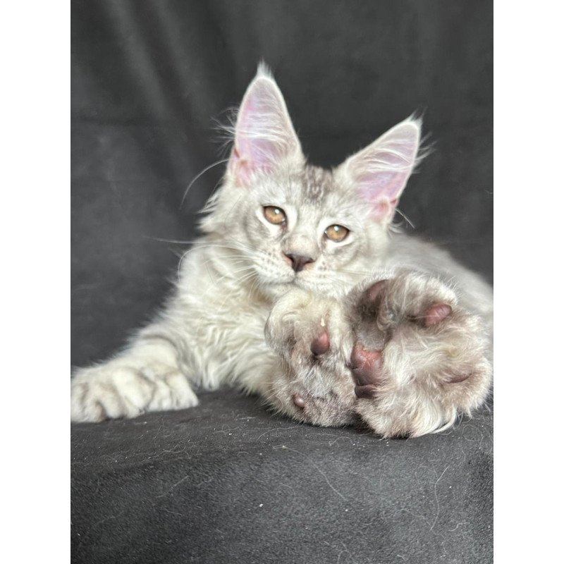 Maine Coon NOV Jet Polydactyl